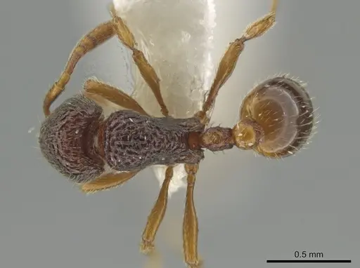 Rogeria exsulans specimen