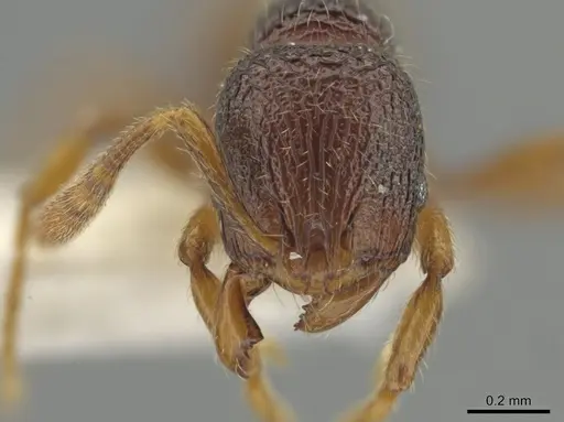 Rogeria exsulans specimen