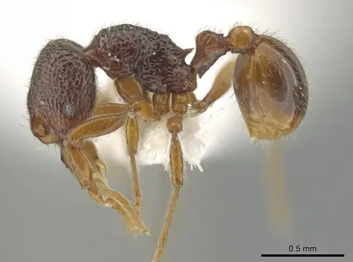 Rogeria exsulans specimen