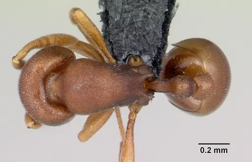 Rogeria foreli specimen