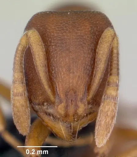 Rogeria foreli specimen