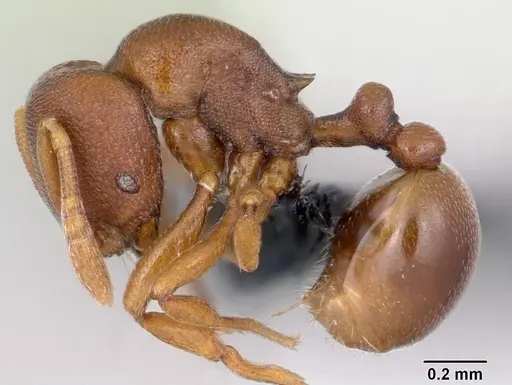 Rogeria foreli specimen