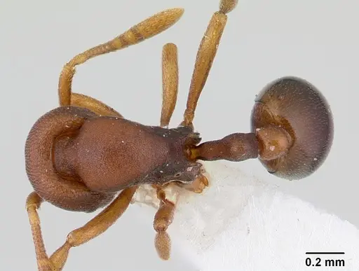 Rogeria foreli - CASENT0178654