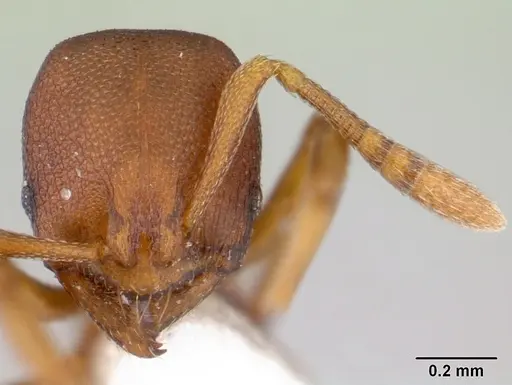 Rogeria foreli - CASENT0178654