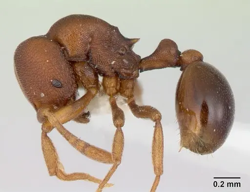 Rogeria foreli - CASENT0178654