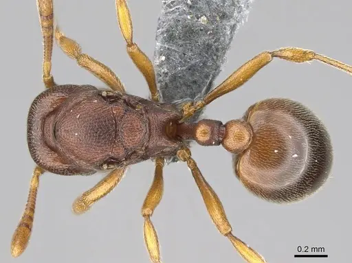 Rogeria foreli - CASENT0729764