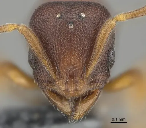 Rogeria foreli - CASENT0729764