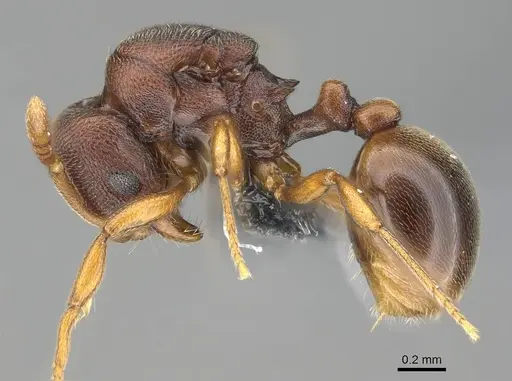 Rogeria foreli - CASENT0729764