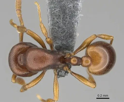 Rogeria foreli - CASENT0729766