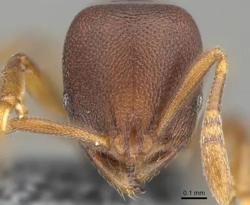 Rogeria foreli - CASENT0729766