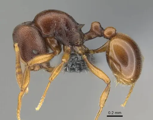 Rogeria foreli - CASENT0729766