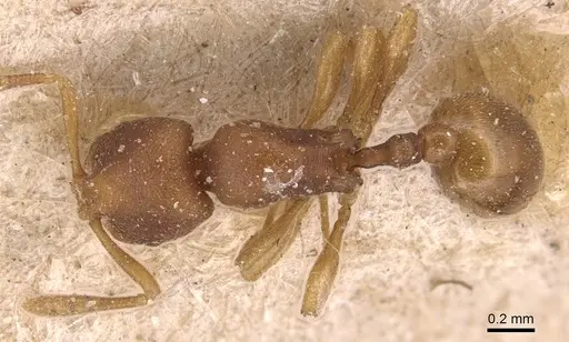 Rogeria foreli - CASENT0904779