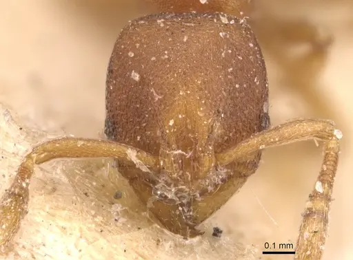 Rogeria foreli - CASENT0904779