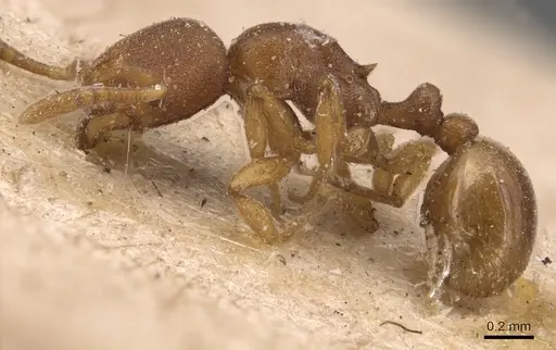 Rogeria foreli - CASENT0904779