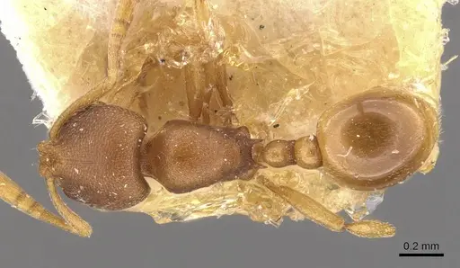 Rogeria foreli - CASENT0909070