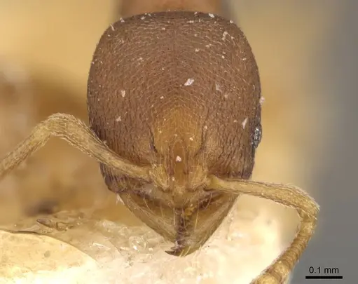 Rogeria foreli - CASENT0909070