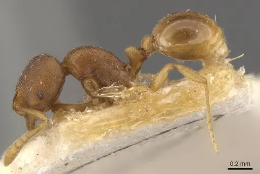 Rogeria foreli - CASENT0909070