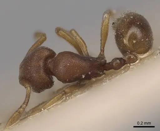 Rogeria foreli - CASENT0919627