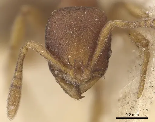 Rogeria foreli - CASENT0919627