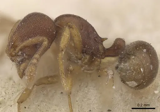 Rogeria foreli - CASENT0919627