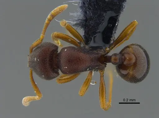 Rogeria foreli - CBUMAGENT41960