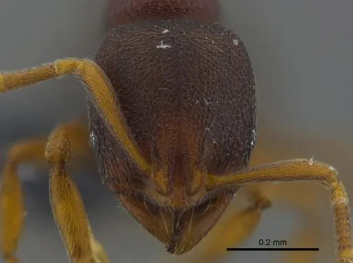 Rogeria foreli - CBUMAGENT41960