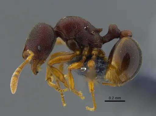 Rogeria foreli - CBUMAGENT41960