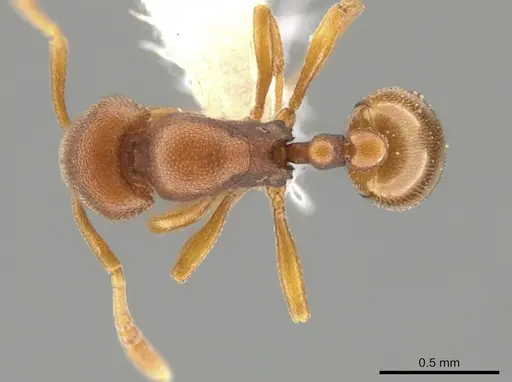 Rogeria foreli - JTLC000015081