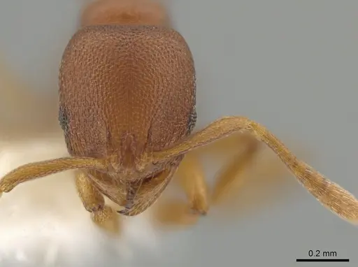 Rogeria foreli - JTLC000015081