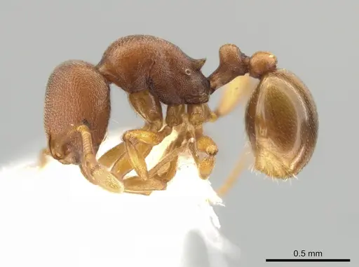 Rogeria foreli - JTLC000015081