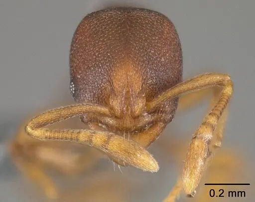 Rogeria foreli - USNMENT01124288