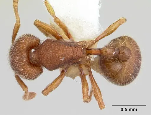 Rogeria germaini specimen