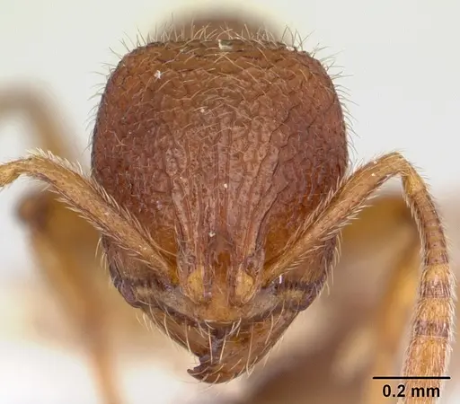 Rogeria germaini specimen