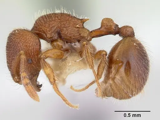 Rogeria germaini specimen