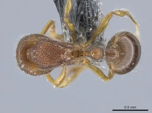 Rogeria germaini - CASENT0651462