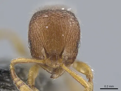 Rogeria germaini - CASENT0651462