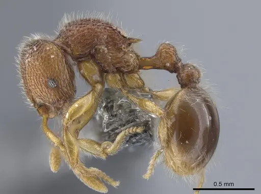 Rogeria germaini - CASENT0651462