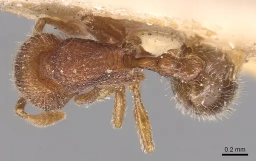 Rogeria germaini - CASENT0904778