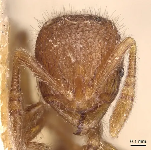 Rogeria germaini - CASENT0904778