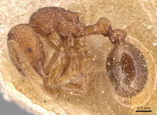 Rogeria germaini - CASENT0904778