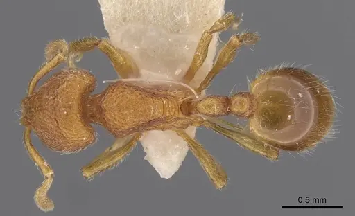 Rogeria germaini - CASENT0913967