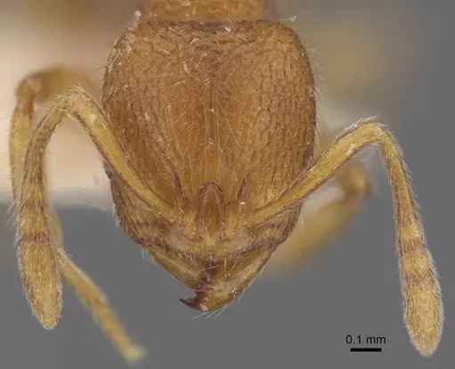 Rogeria germaini - CASENT0913967