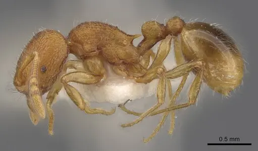 Rogeria germaini - CASENT0913967