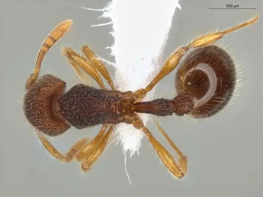 Rogeria germaini - ECOFOG-MI15-0093-38