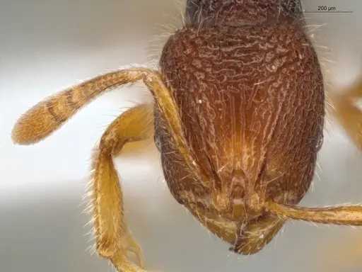 Rogeria germaini - ECOFOG-MI15-0093-38