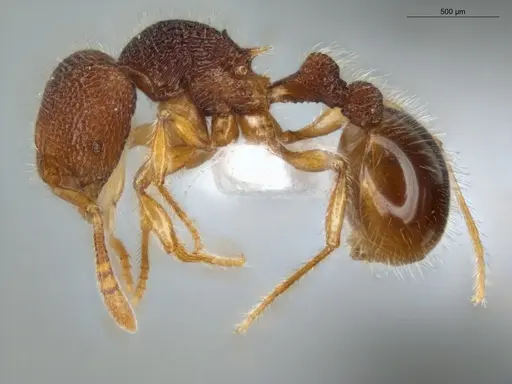 Rogeria germaini - ECOFOG-MI15-0093-38