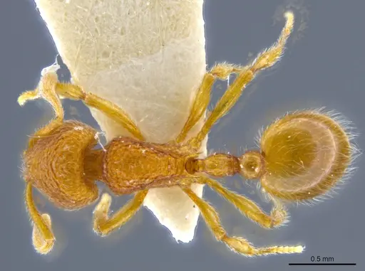 Rogeria germaini - MCZ-ENT00649707