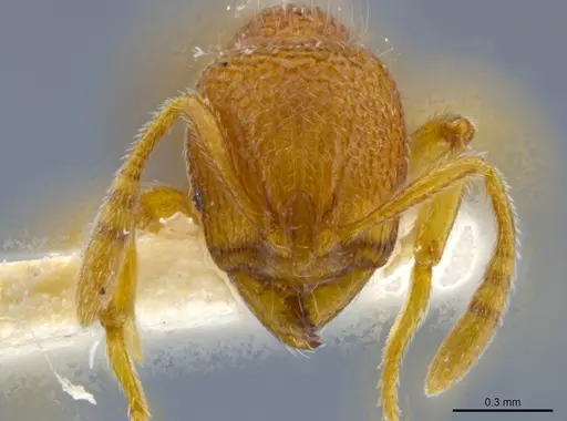 Rogeria germaini - MCZ-ENT00649707