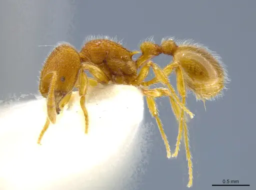 Rogeria germaini - MCZ-ENT00649707