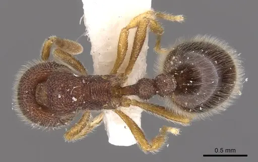 Rogeria gibba specimen